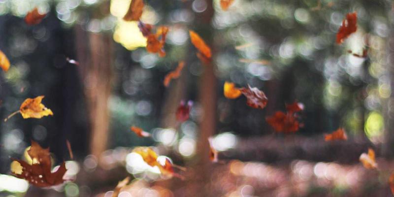 日本东北秘境之旅全攻略：青森奥入濑溪流徒步、秋田竿灯祭与仙台牛舌美食指南