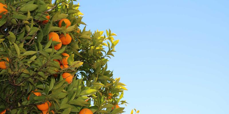 日本关西美食地图：大阪、京都必吃餐厅清单与深度旅游攻略